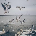 UM Perkuat Aliansi Pendidikan Guru Indonesia-Australia, Bahas AI hingga Deep Learning di Forum Internasional – Universitas Negeri Malang (UM)